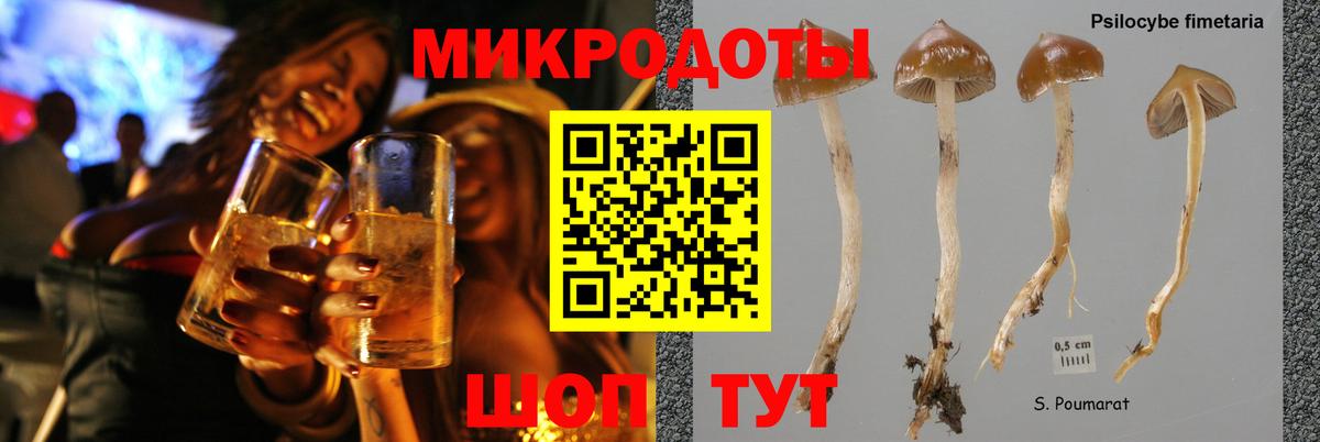 Псилоцибиновые грибы Psilocybe Михайловка